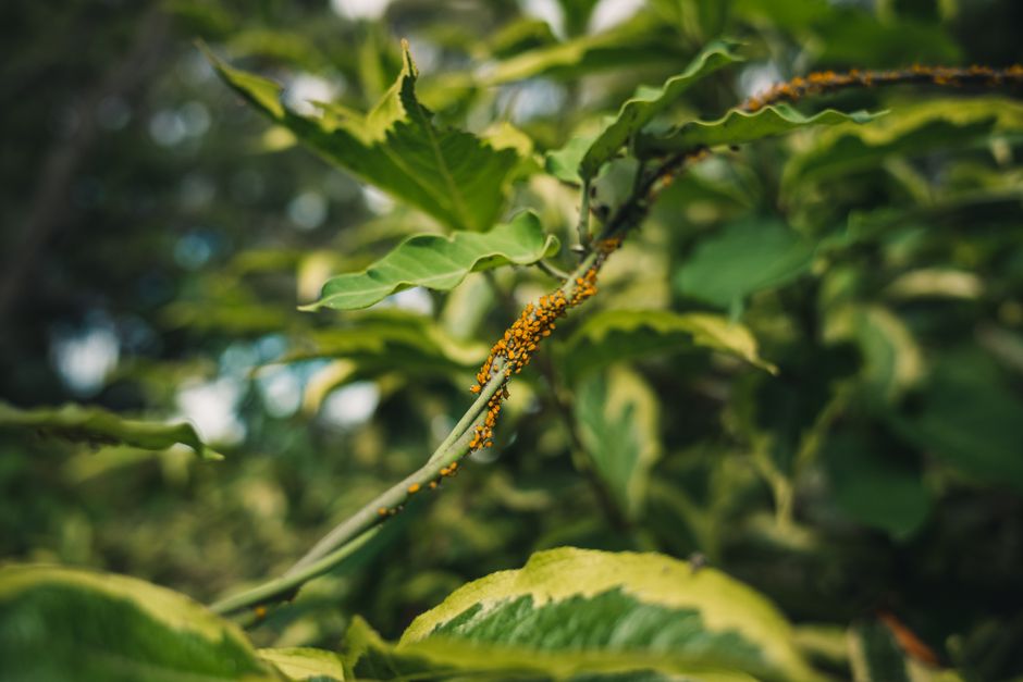 Close-up of green tree leaves covered in orange aphids — why are my tree leaves curling in Surrey BC
