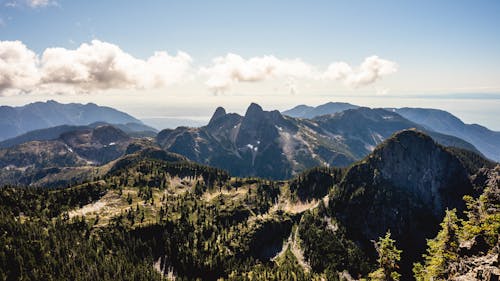 Evergreen Trees in Mountain Landscape