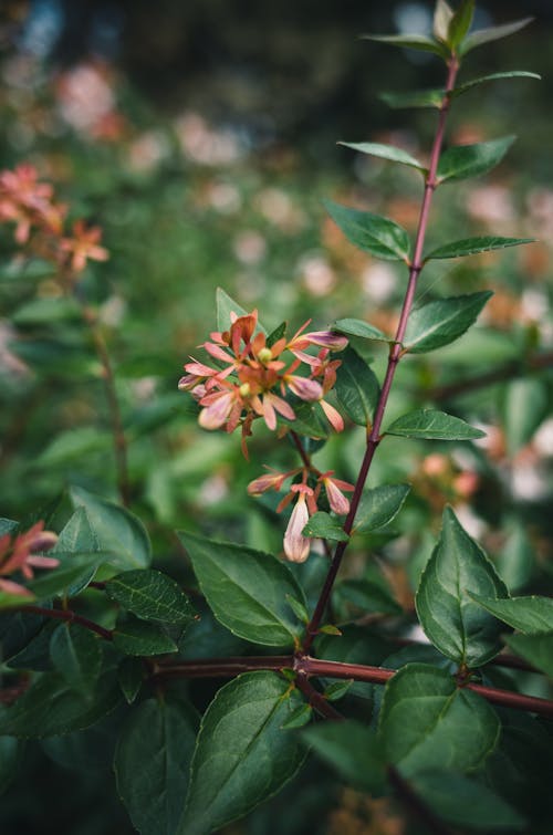 Gratis stockfoto met bladeren, bloemen, detailopname