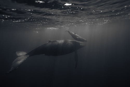 Free Darmowe zdjęcie z galerii z czarno-biały, dzika przyroda, podwodny Stock Photo