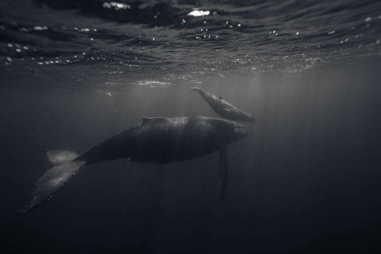 Black And White Underwater Shot Of Humpback Whales