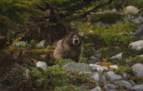 Marmot