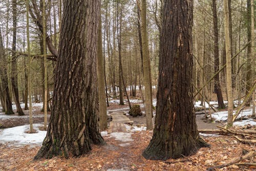 Imagine de stoc gratuită din arbori, cale, codru