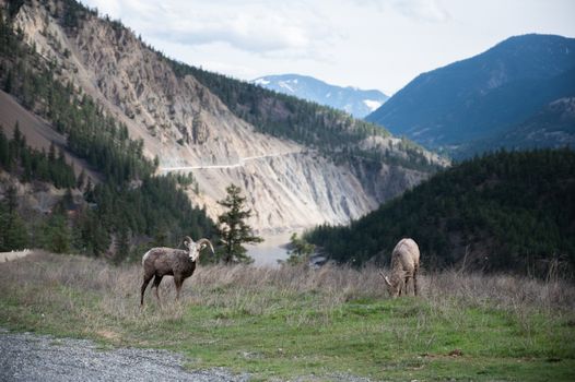 Two Sierra Nevada bighorn sheep grazing in the scenic mountains of Lillooet, BC.