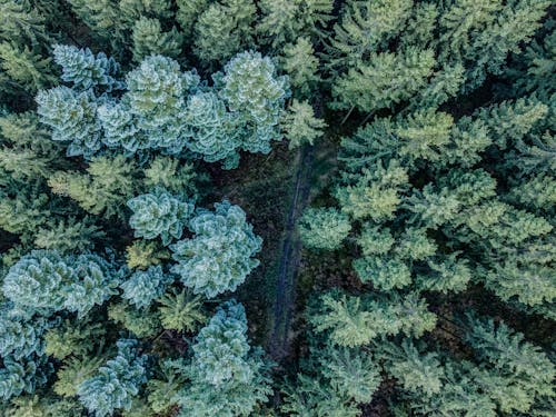 Δωρεάν στοκ φωτογραφιών με αεροφωτογράφιση, δασικός, δέντρα