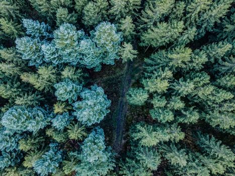 A breathtaking aerial perspective showcasing a lush, dense forest with vibrant green foliage.