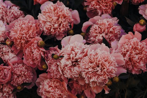 Δωρεάν στοκ φωτογραφιών με ανθισμένος, άνθος, γαρύφαλλα λουλούδια Φωτογραφία από στοκ φωτογραφιών