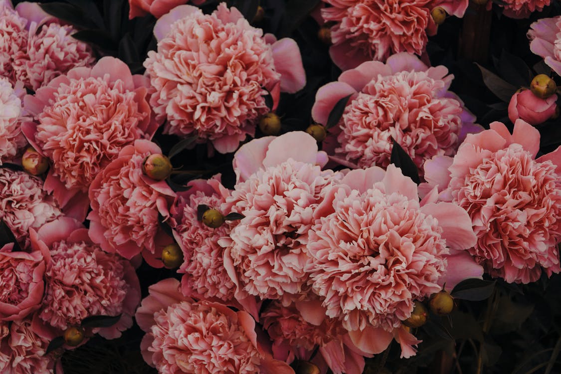 Free Pink Carnations Stock Photo
