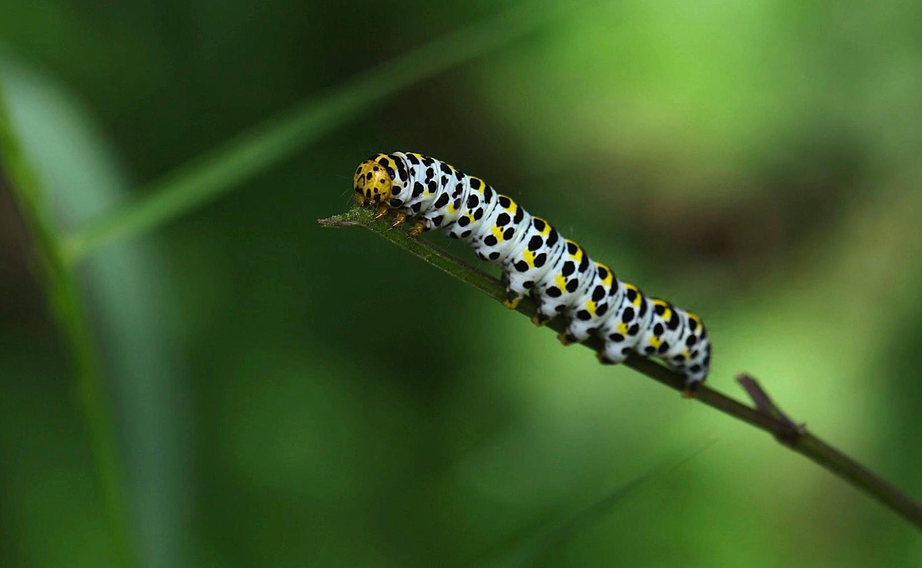 Free stock photo of Insekten, Raupen, Schmetterling