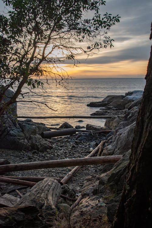Brown Tree on Rocky Shore during Sunset