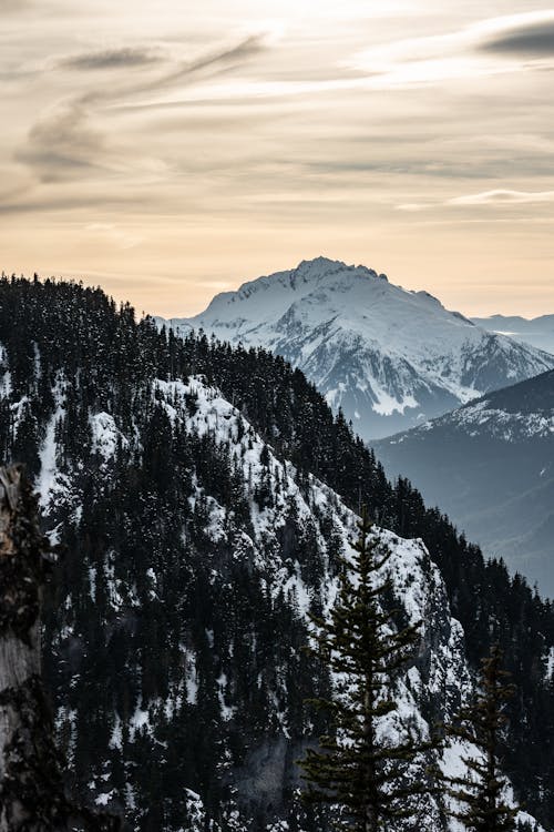 Trees on Snow Covered Mountain