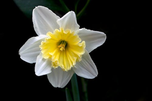 Kostnadsfri bild av blomma, blomning, delikat