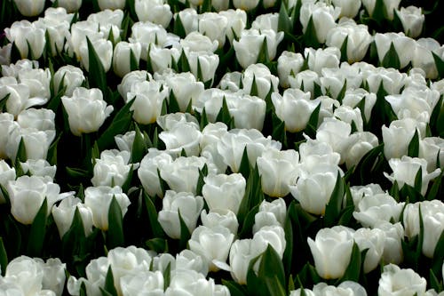 Free White Tulips in Bloom Stock Photo