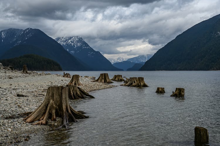 Tree Stumps Beside A Lake