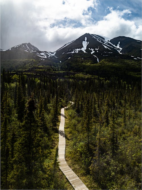 Wooden Path Walk in the Woods Near Mountains