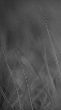 Artistic black and white close-up of grass blades in a field, showcasing natural textures.