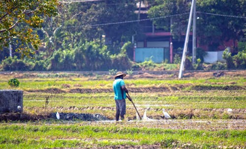 Fotos de stock gratuitas de agricultor, agua, arroz