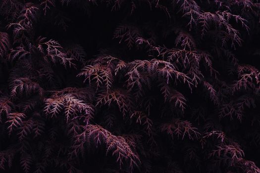 Intricate and moody captured foliage with dark, rich colors creating a mysterious atmosphere.