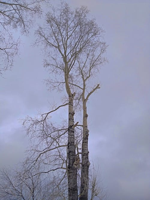 Leafless Trees Under White Sky