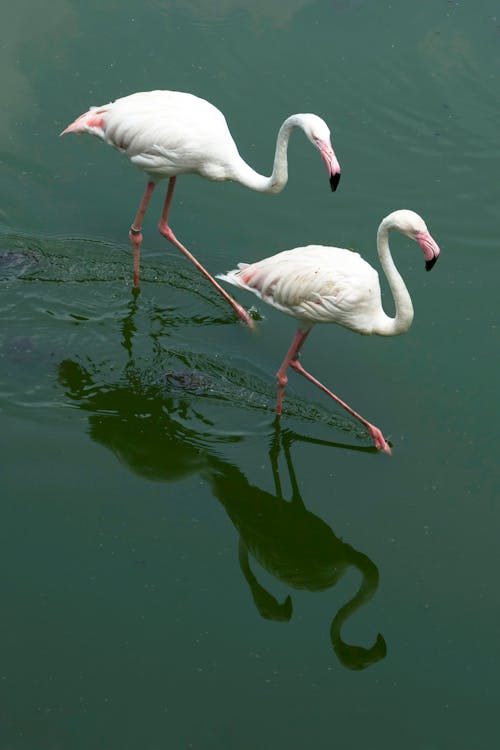 flamingo, geniş açılı çekim, harika içeren Ücretsiz stok fotoğraf
