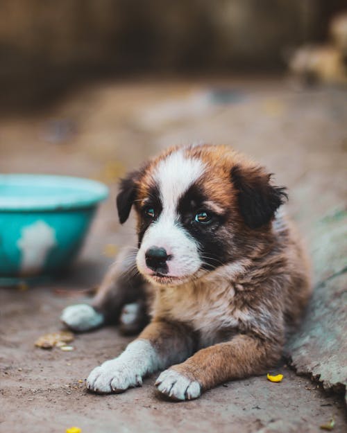 Free Close-Up Shot of a Cute Puppy Stock Photo