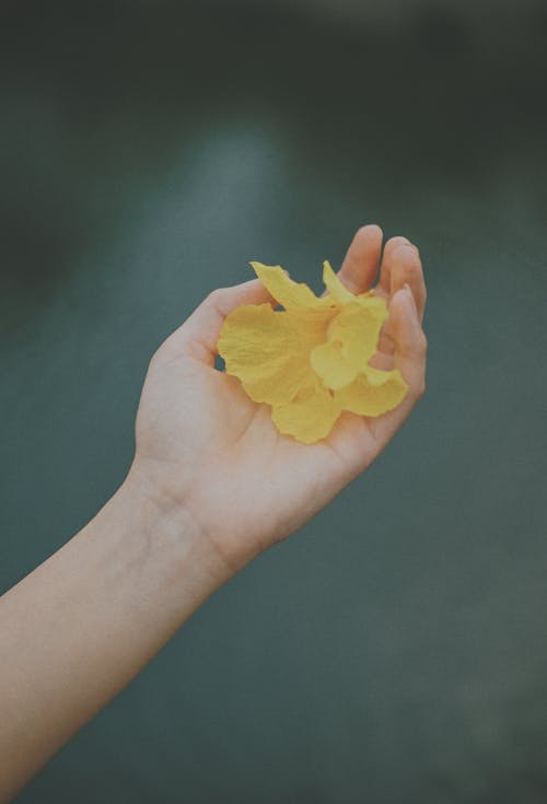 Free Hand Holding Petals of Yellow Flower Stock Photo