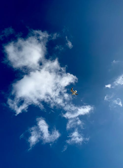 Foto profissional grátis de céu azul, gaivota, nuvens