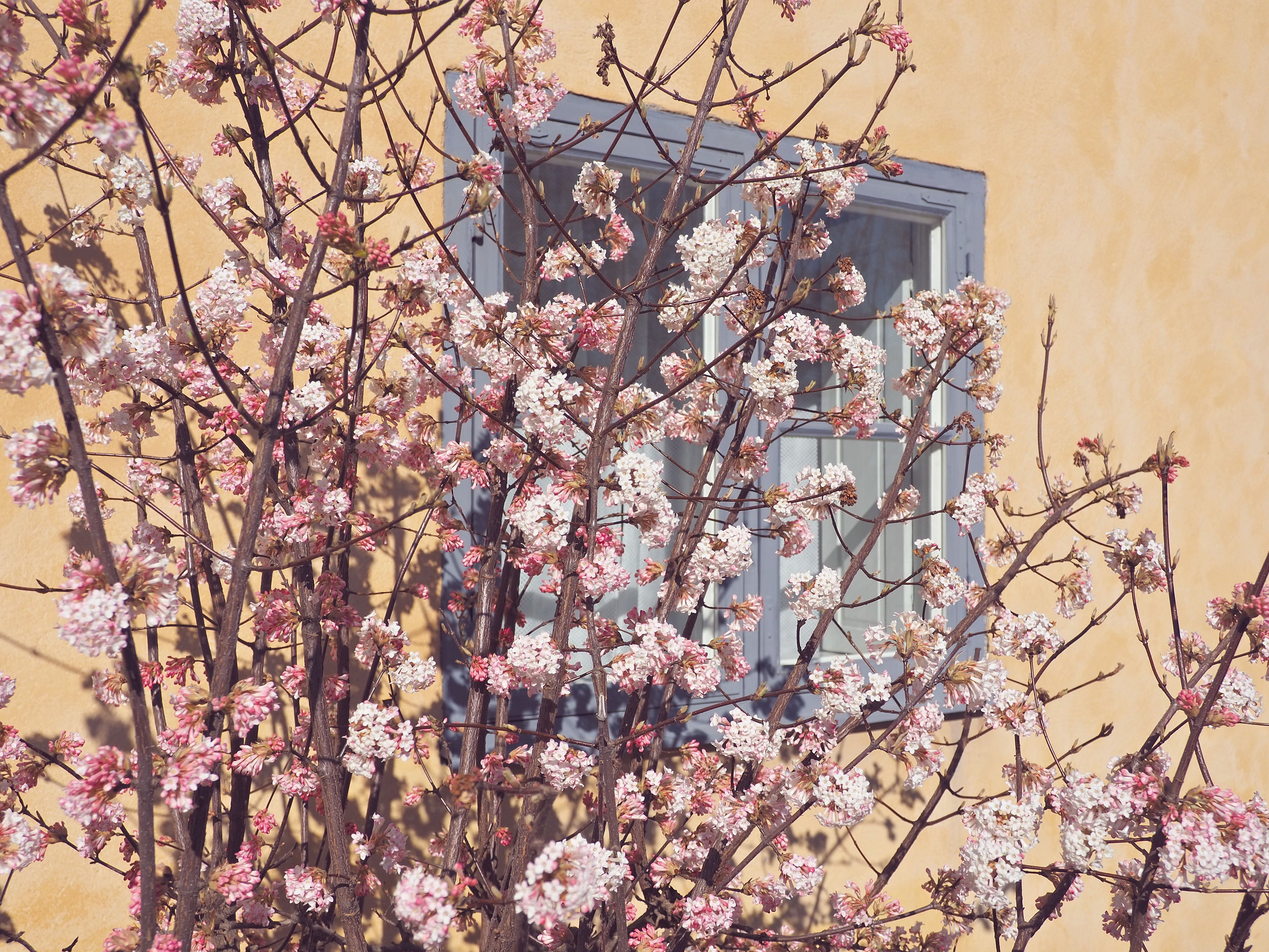 Give your home a spring reset for less than $100 with these DIY home improvement projects — Photo by Lana on Pexels