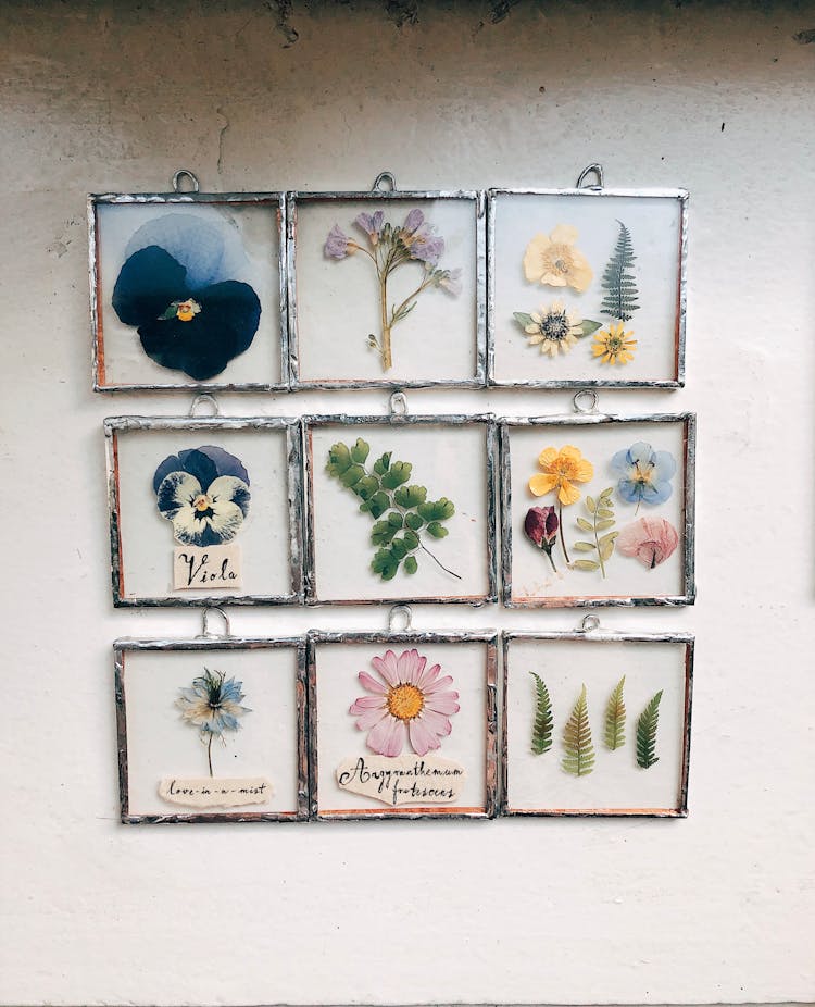 Framed Dried Flowers And Leaves On The Wall
