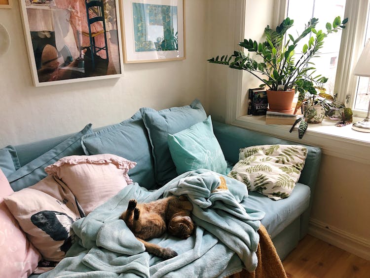 A Cat Lying On The Couch