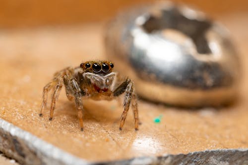 Free Extreme Close-up on Jumping Spider Stock Photo