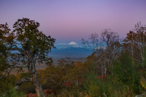 Free Green Trees Near Snow Capped Mountain Stock Photo