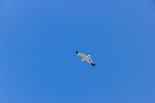 Photo of Flying Bird Under Blue Sky