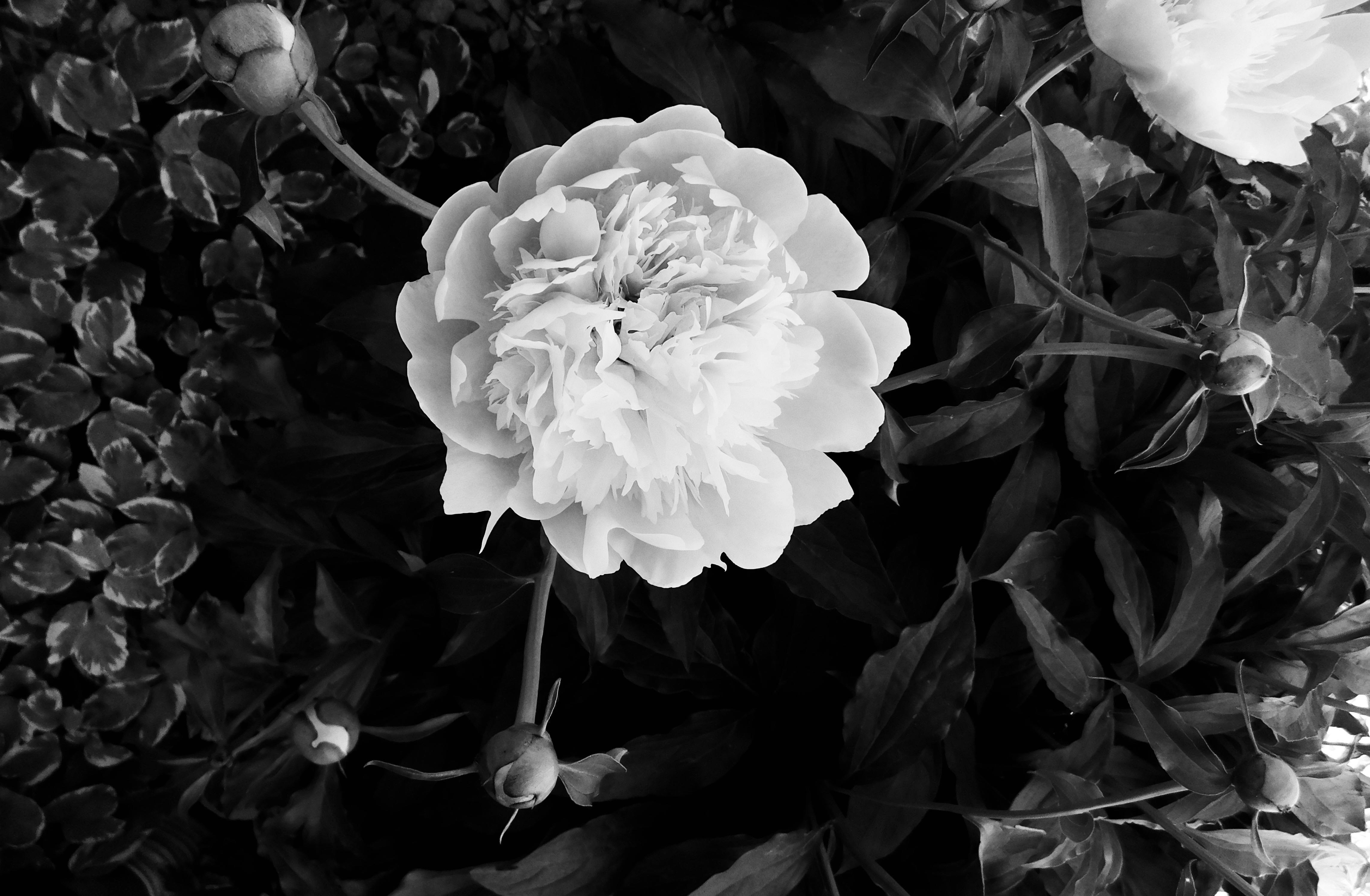 Free stock photo of black rose, Photo alteration