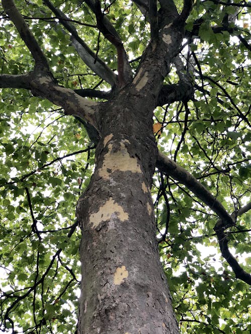 Low Angle Photography of Tree