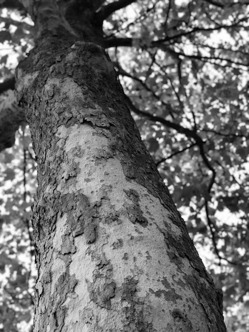 Monochrome Photography of Tree Trunk