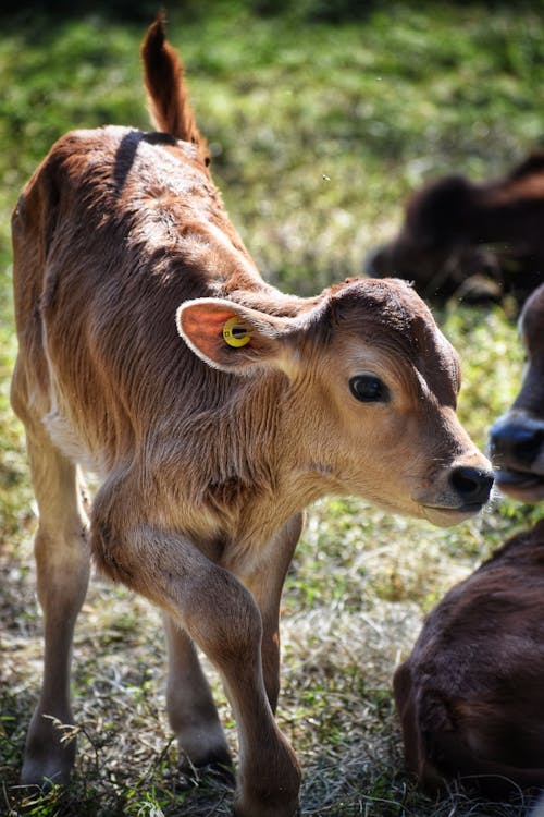 Free stock photo of animal, animal photography, brown cow
