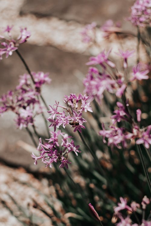 Immagine gratuita di crescita, delicato, fiori