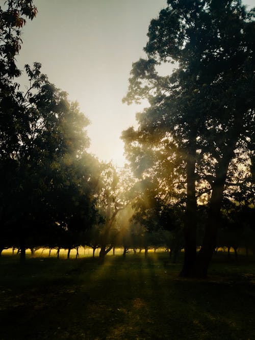 Kostnadsfri bild av park, solljus, solnedgång