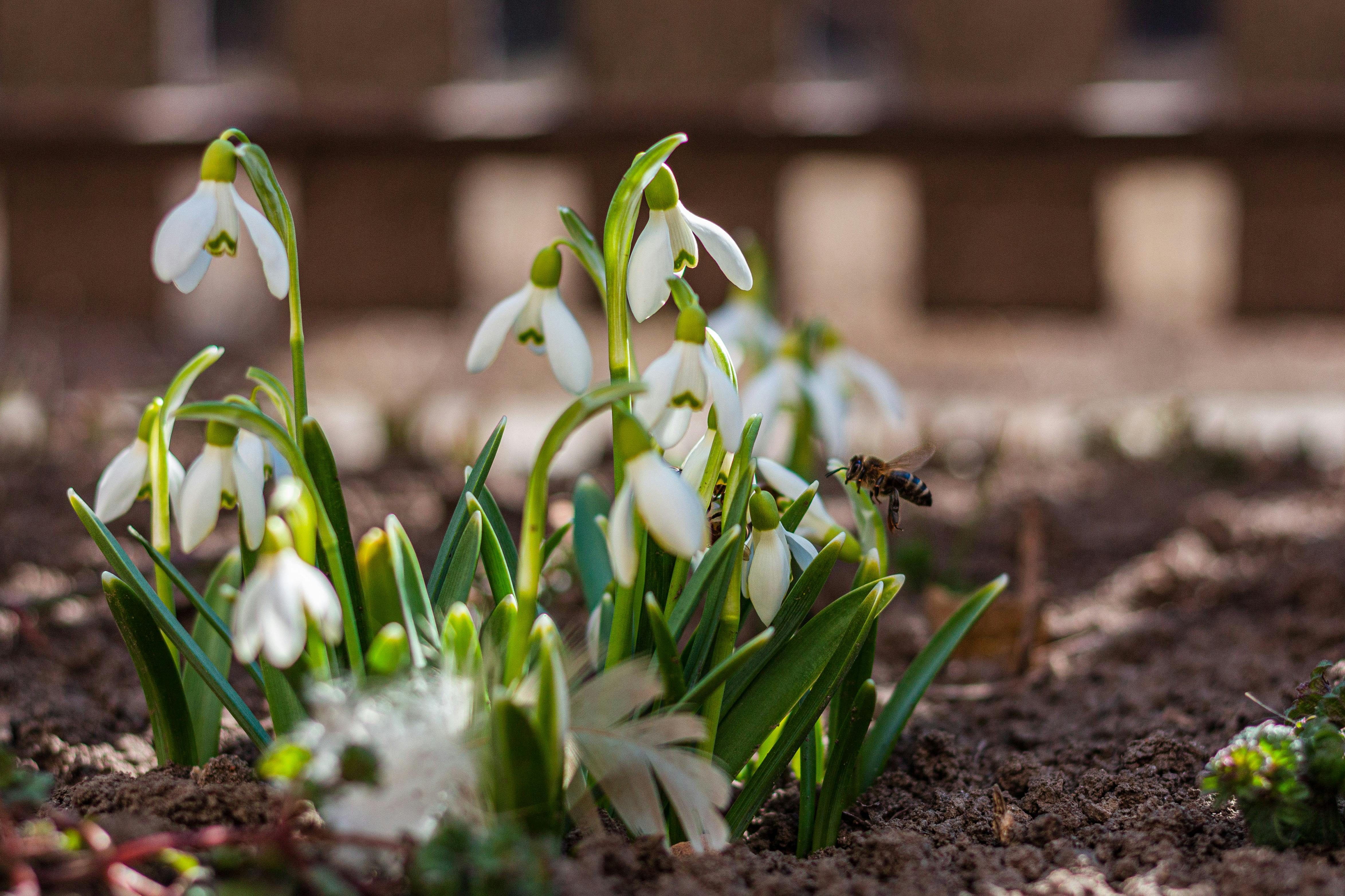 Ark Valley Civics Bee Competition to Send Three Local Students to State — Photo by Life  in the Apple Garden 🍎 on Pexels