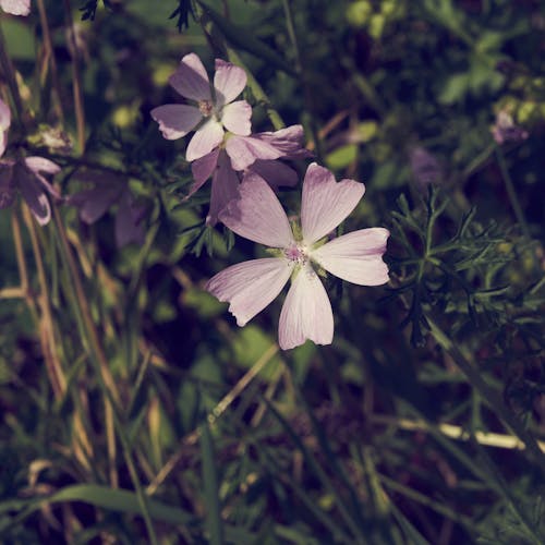 Close-Up Photo of Purple Flowers