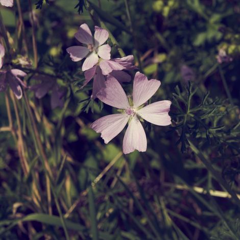 Pale wildflowers in tall grass, Richard REVEL on Pexels