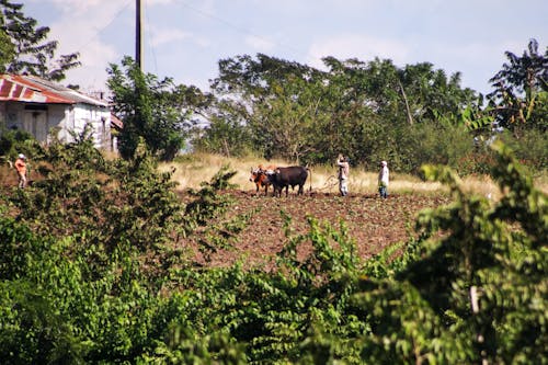 Ilmainen kuvapankkikuva tunnisteilla karja, kenttä, maanviljely
