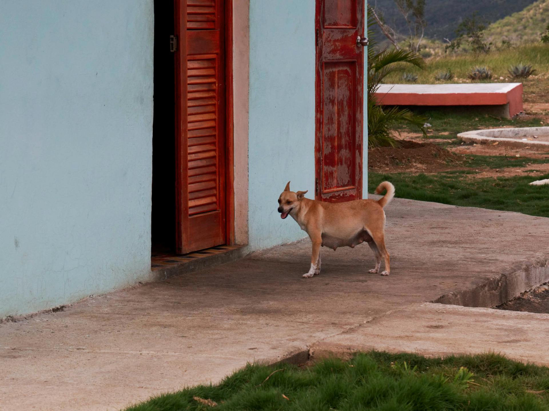 Brown Dog Standing Near Red Door