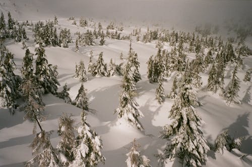 Gratis stockfoto met bevroren, dennenbomen, drone fotografie