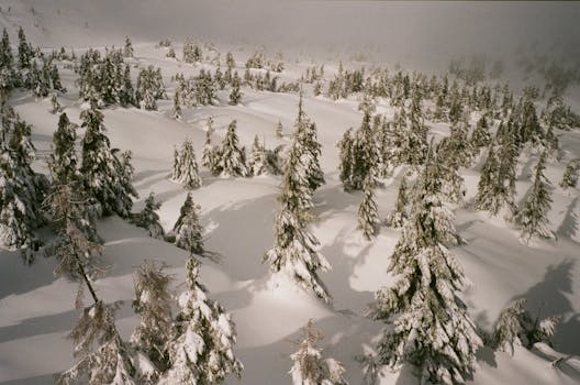 A serene aerial shot of a snow-covered pine forest during winter, showcasing frosty and tranquil scenery.