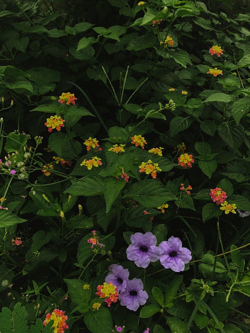 Kostnadsfri bild av anläggning, blommor, gröna löv