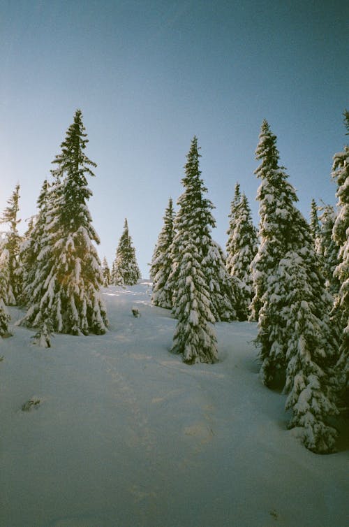 Foto stok gratis alam, musim dingin, pohon pinus