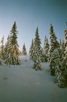 Serene view of snow-laden pine trees against a clear winter sky.