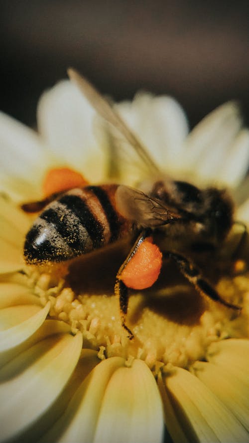 Безкоштовне стокове фото на тему «бджоли, Біла квітка, делікатний»